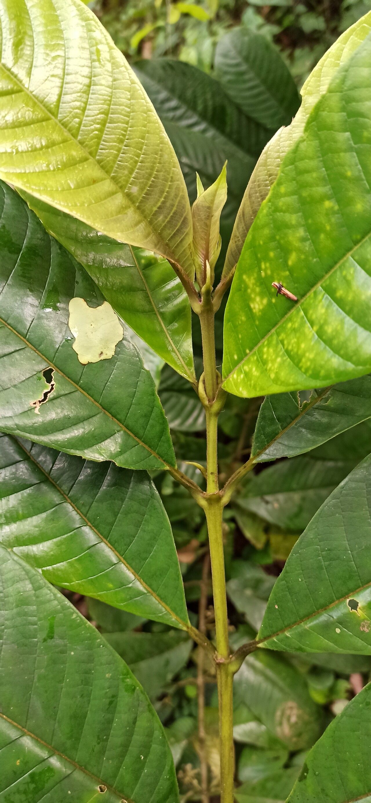 Pauridiantha efferata leaf