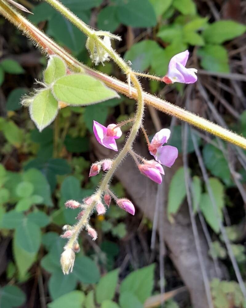 Desmodium campyloclados flower