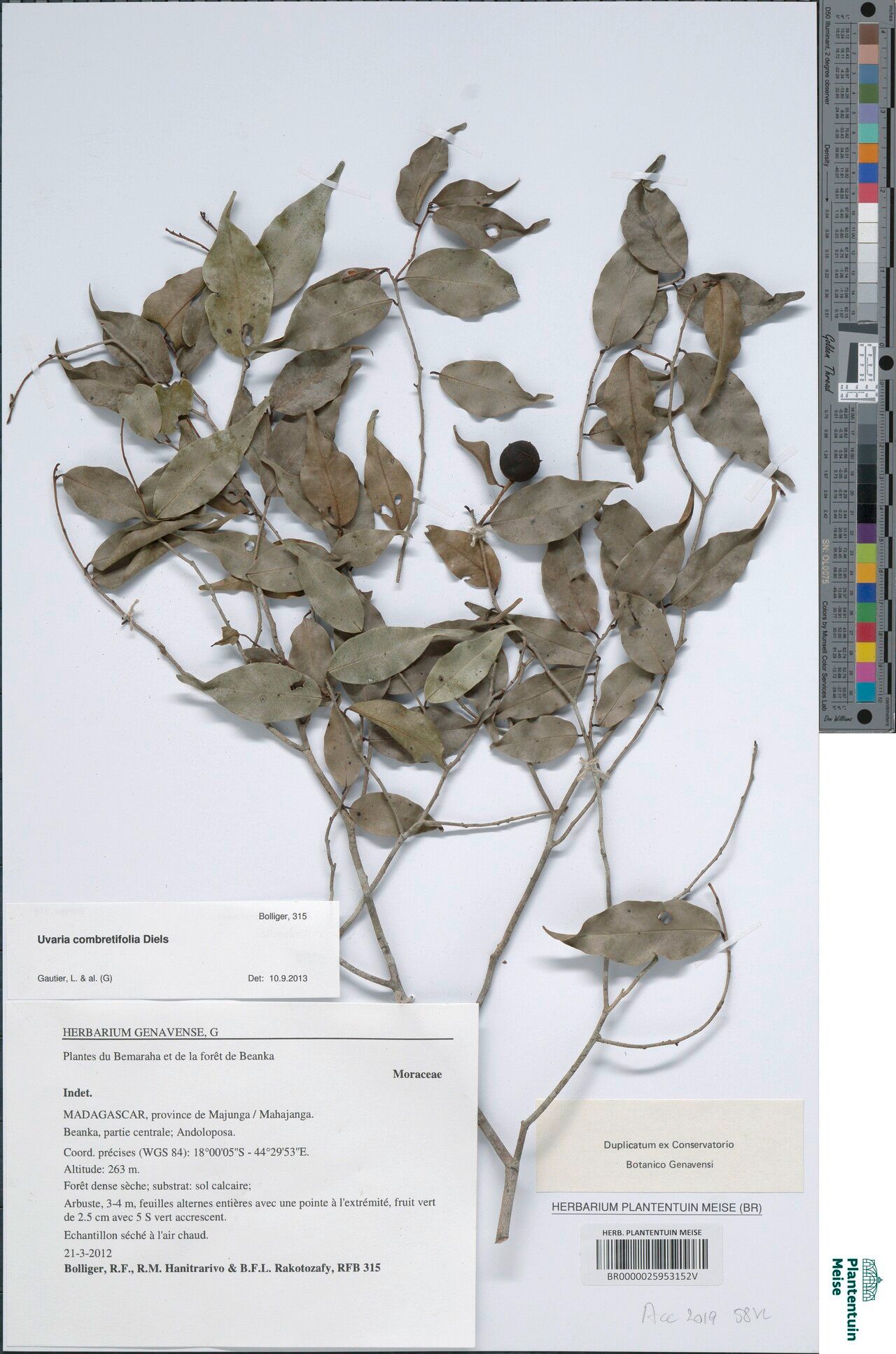 Uvaria combretifolia — houseplant care guide