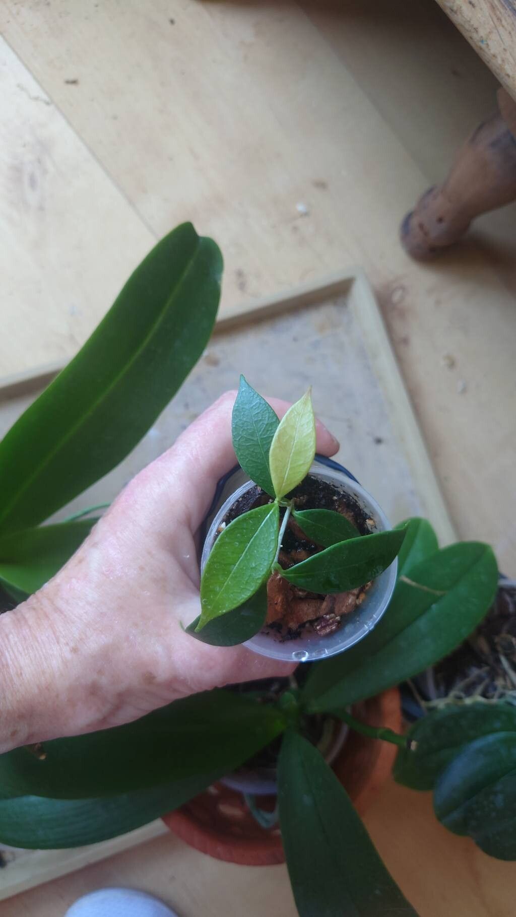 Hoya odorata — search result for 'Hoya'