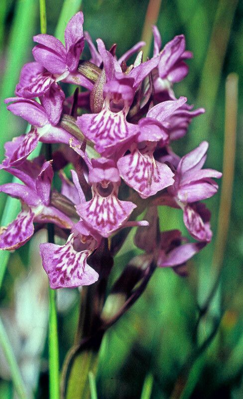 Dactylorhiza purpurella flower