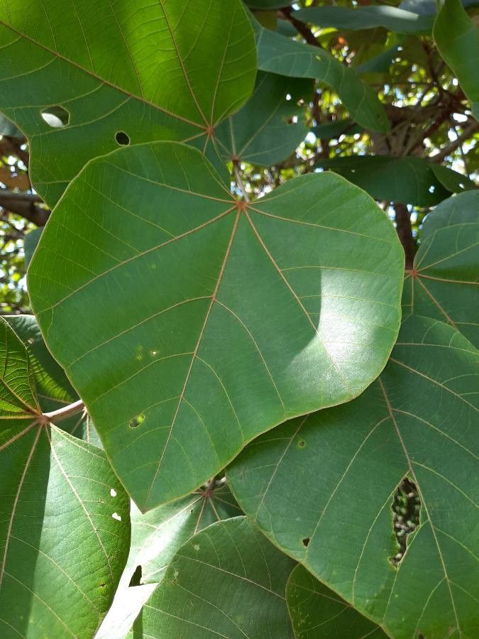 Ochroma pyramidale leaf