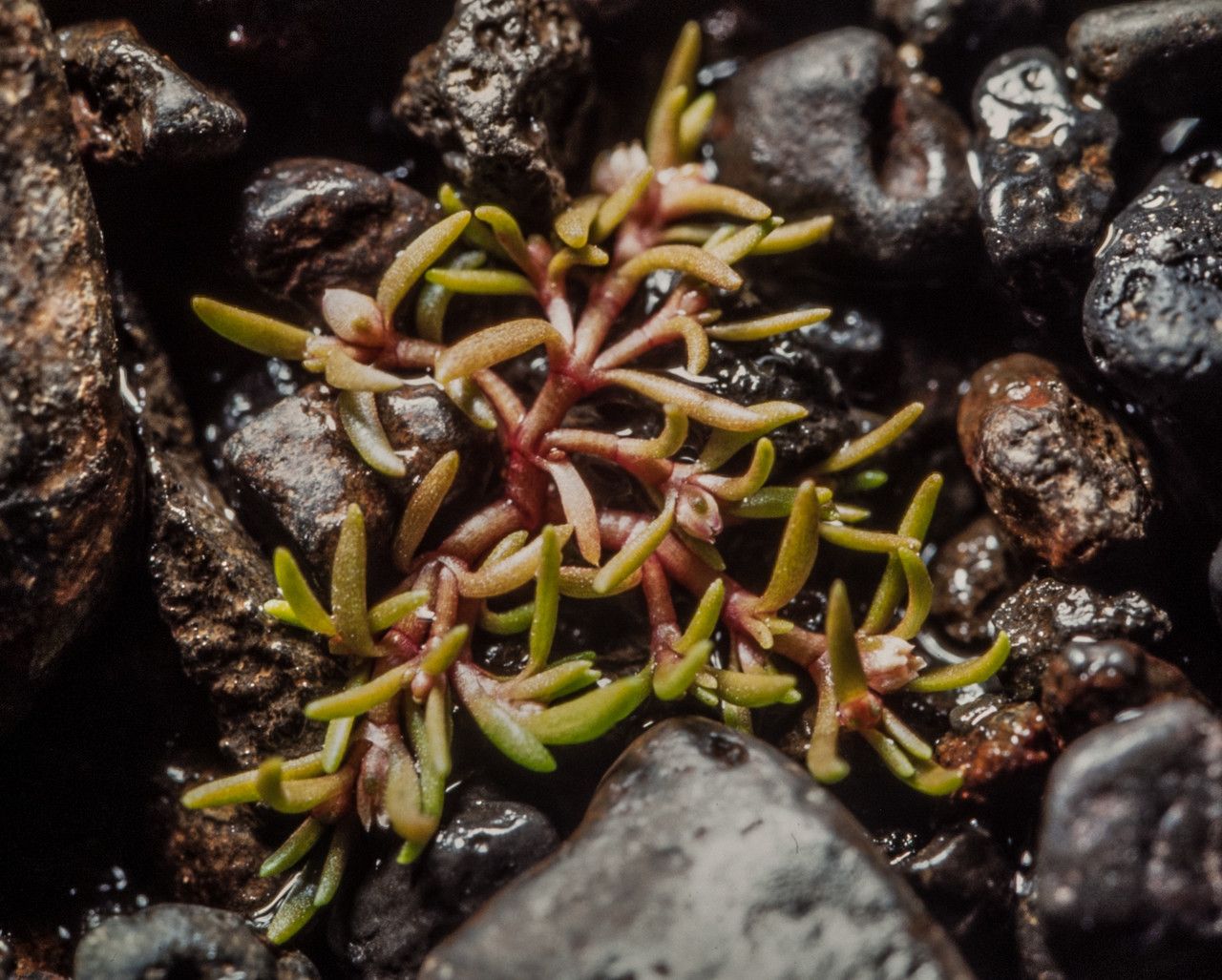 Crassula aquatica — search result for 'Crassula'