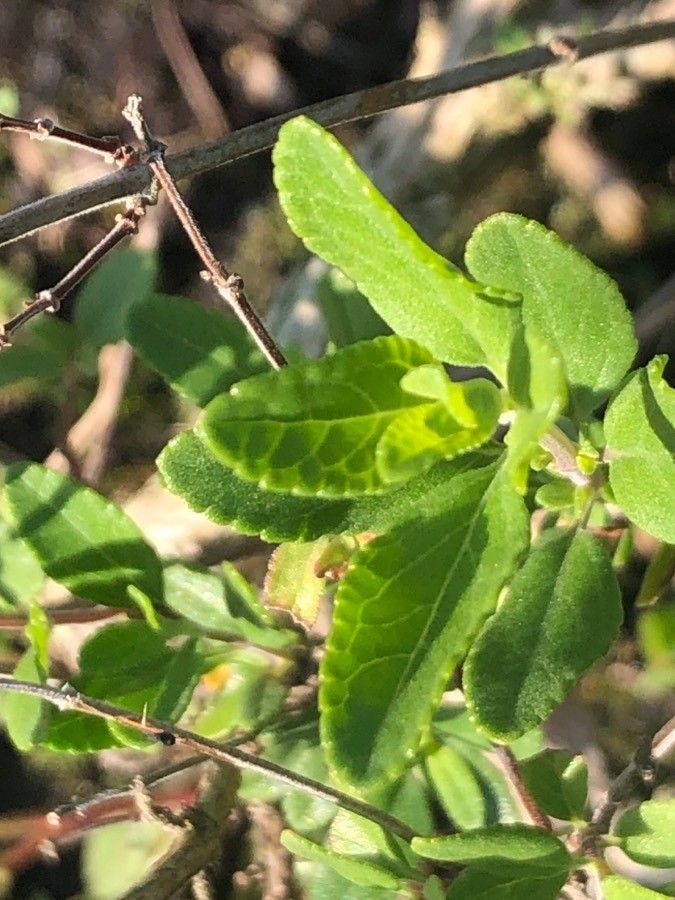 Salvia × jamensis leaf