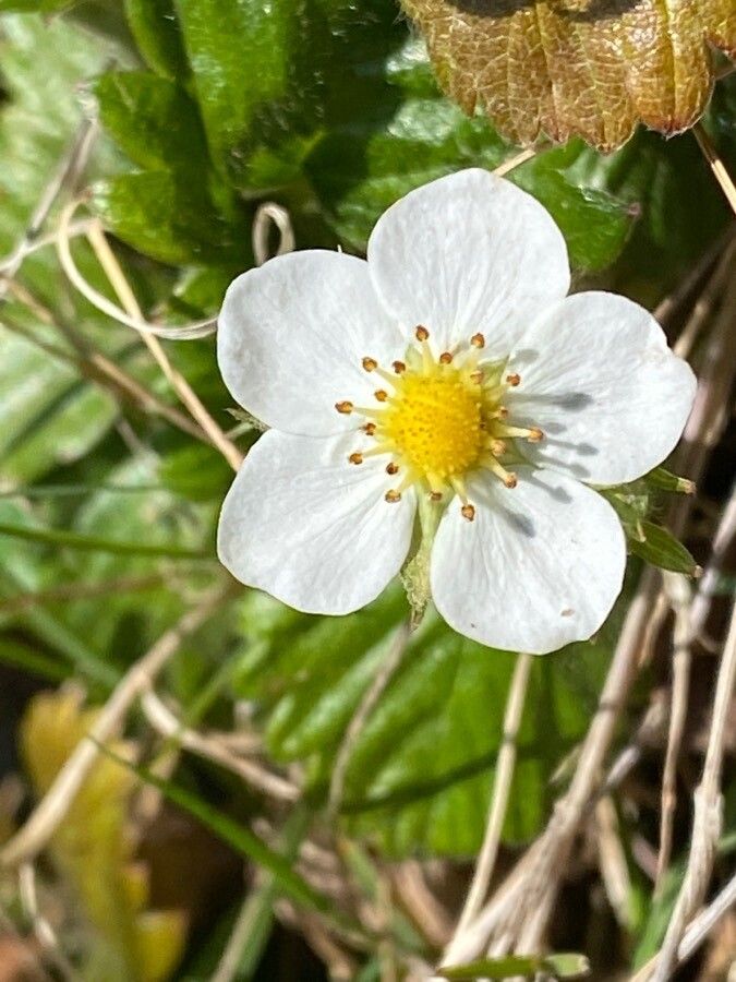 Fragaria viridis flower