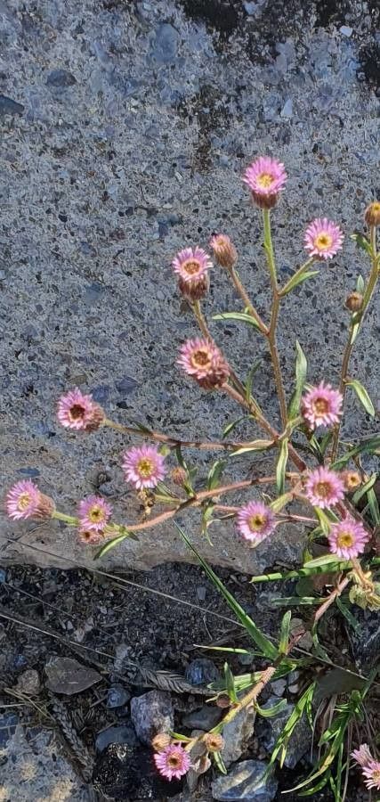 Erigeron acris flower