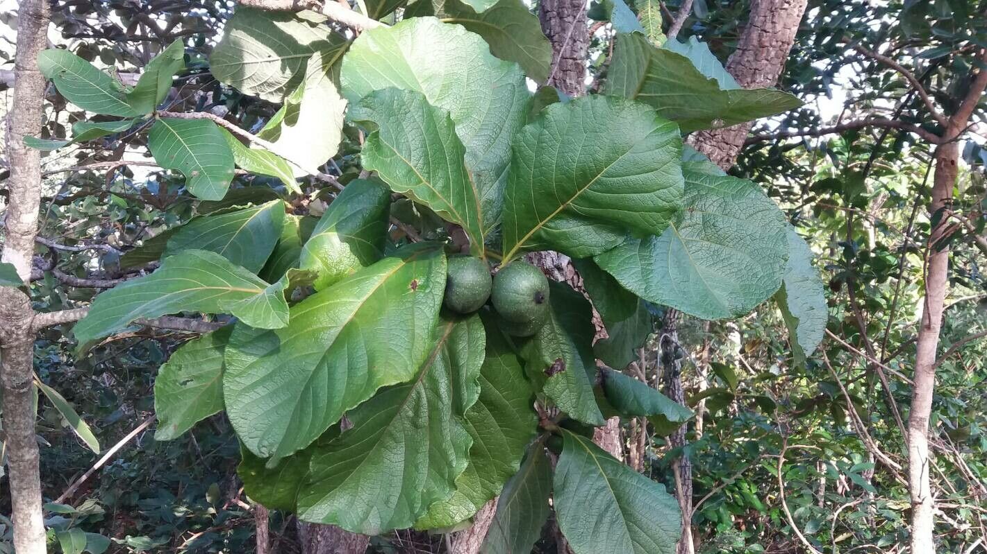 Tocoyena sellowiana — houseplant care guide