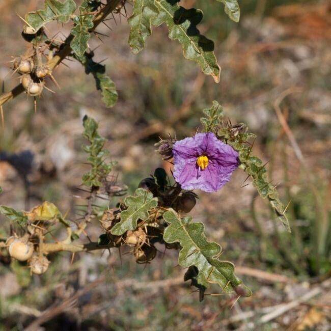Solanum petrophilum — houseplant care guide