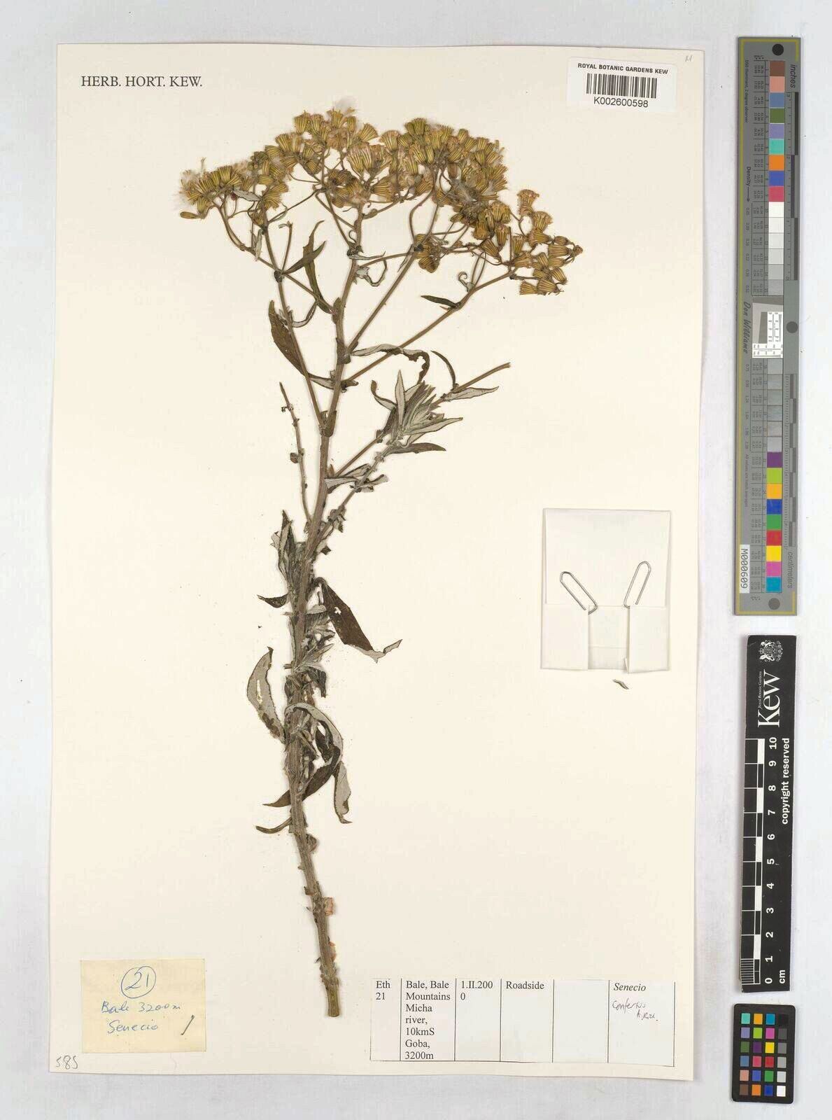 Senecio confertus — houseplant care guide