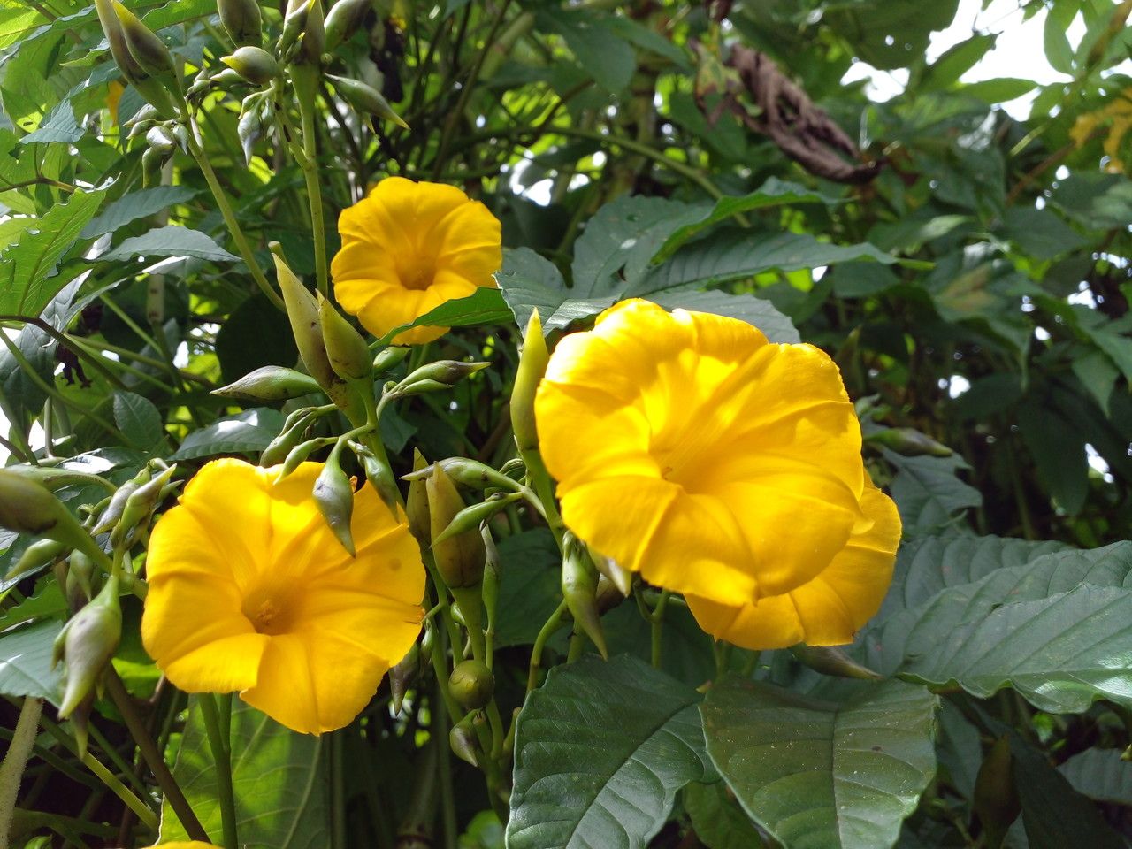 Merremia tuberosa flower