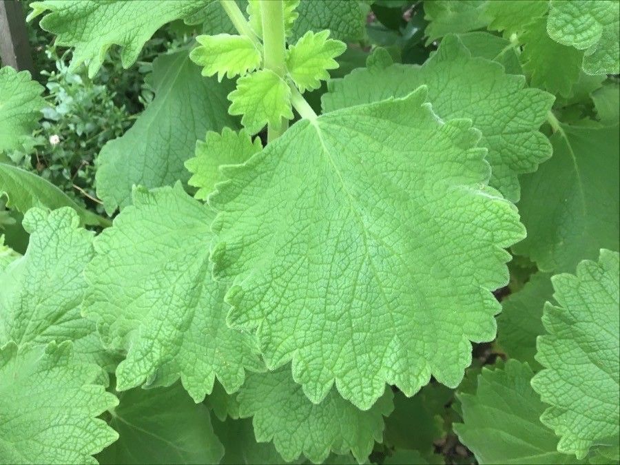 Plectranthus tetradenifolius — search result for 'Plectranthus'