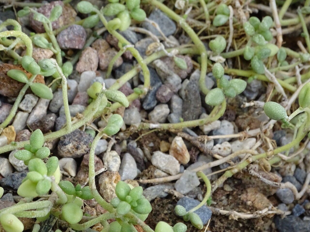 Monanthes laxiflora bark