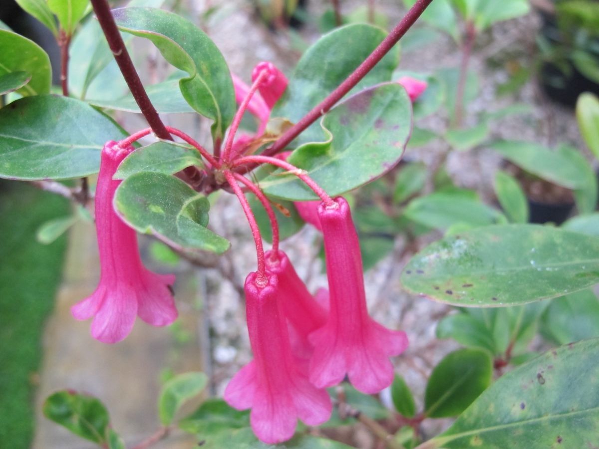 Rhododendron celebicum flower