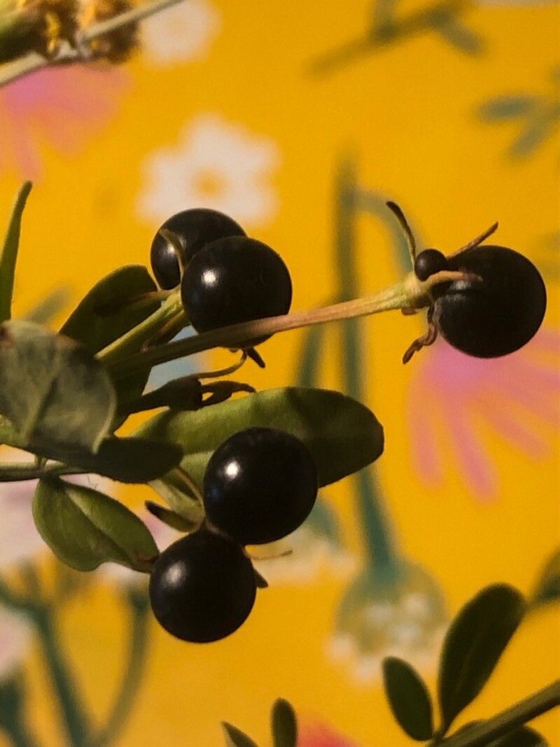 Jasminum fruticans fruit