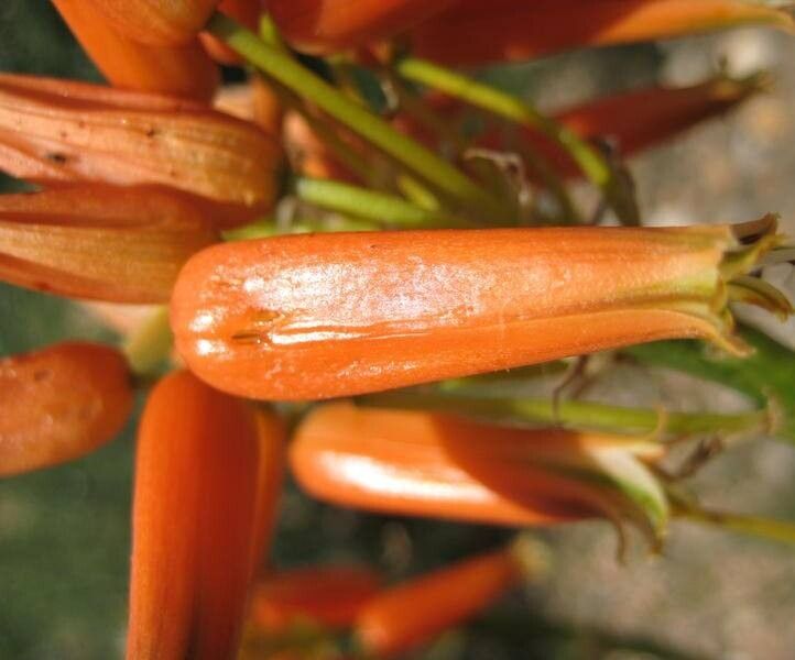 Aloe dewinteri — houseplant care guide