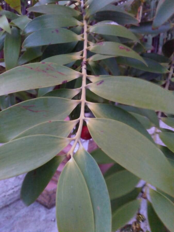 Agathis lanceolata — search result for 'Araucariaceae'