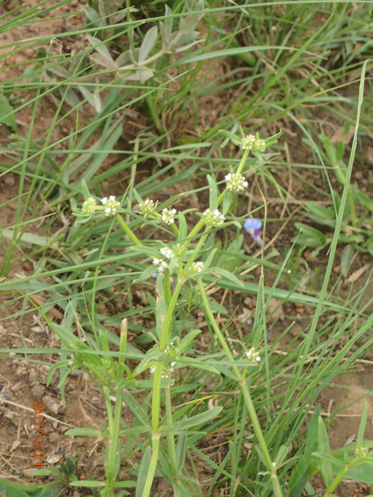 Spermacoce natalensis habit
