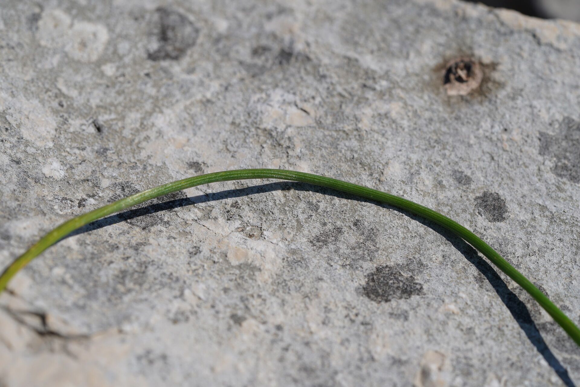 Ornithogalum dalmaticum — houseplant care guide