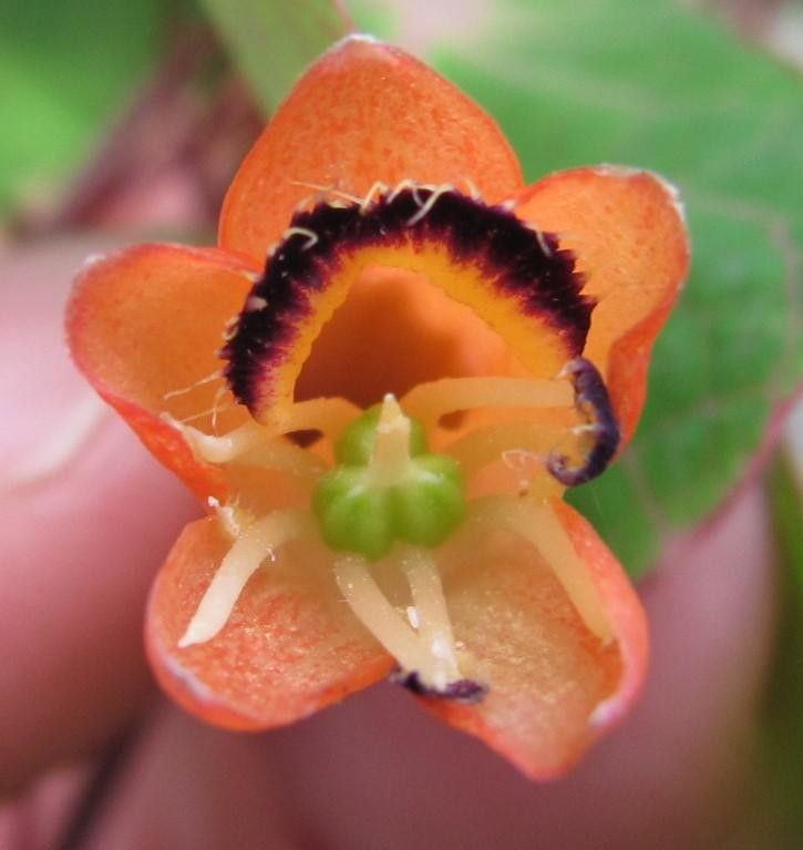 Tropaeolum emarginatum — search result for 'Tropaeolum'