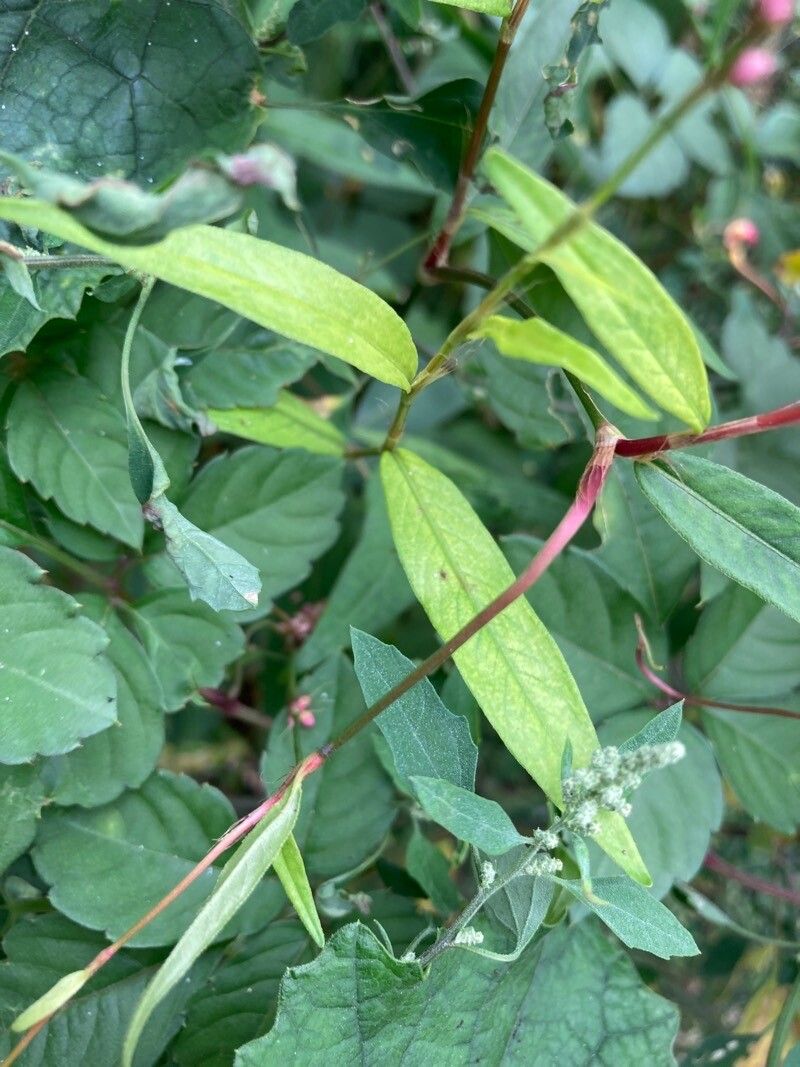 Persicaria longiseta