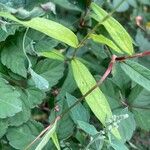 Persicaria longiseta