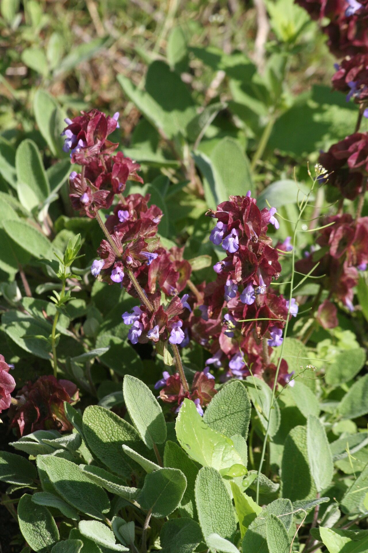 Salvia multicaulis — houseplant care guide