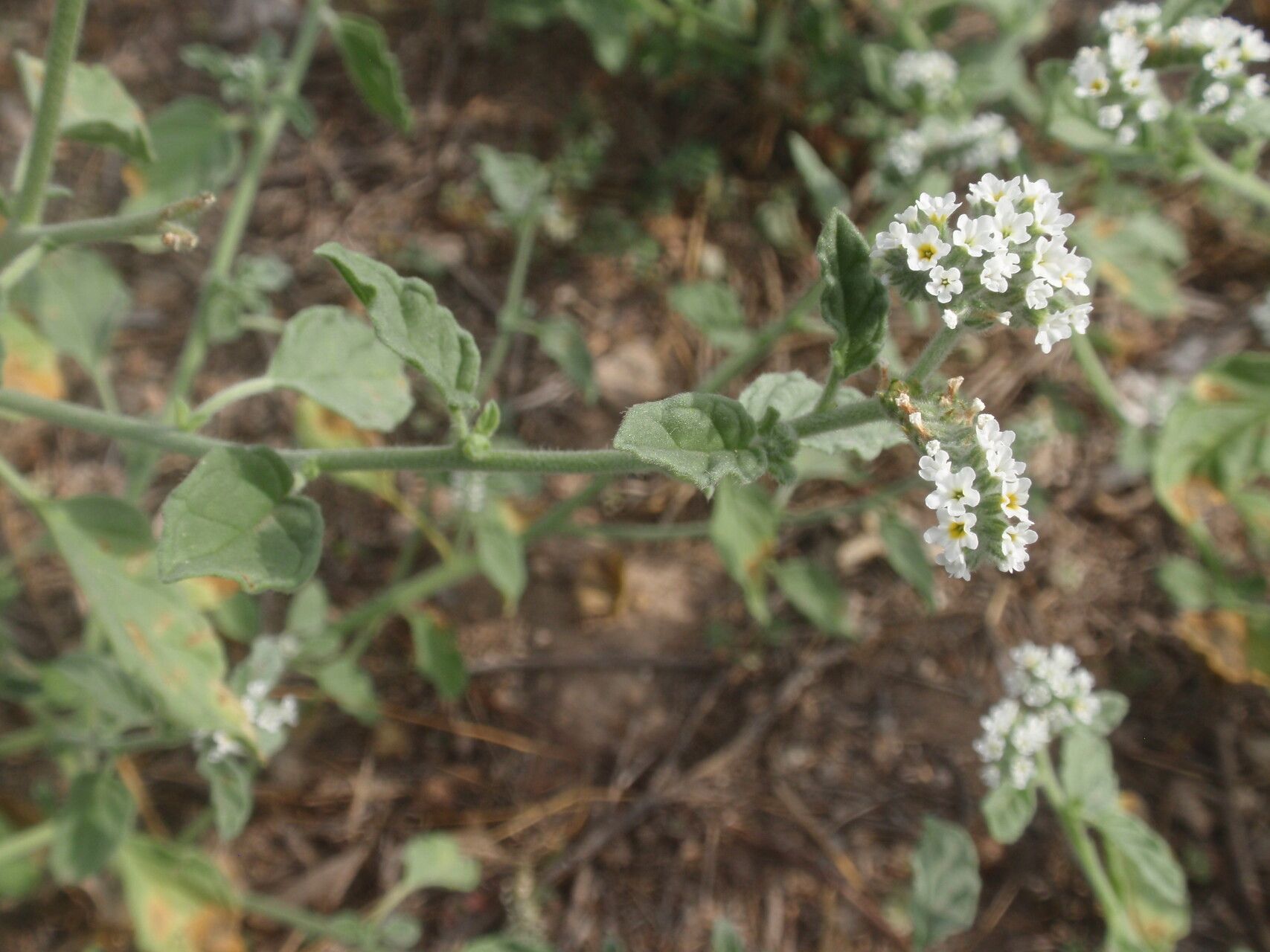 Heliotropium hirsutissimum flower