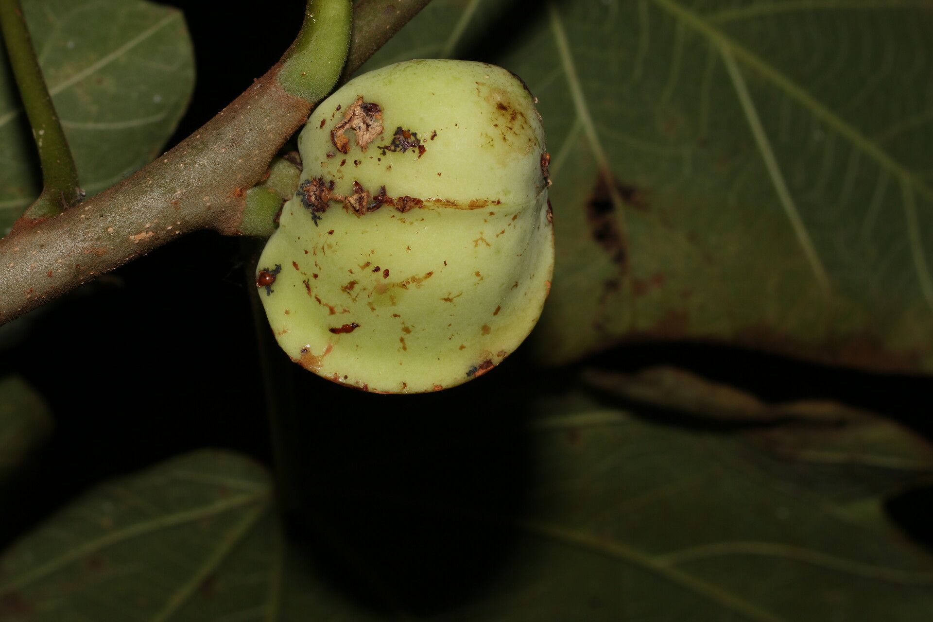 Jatropha costaricensis fruit