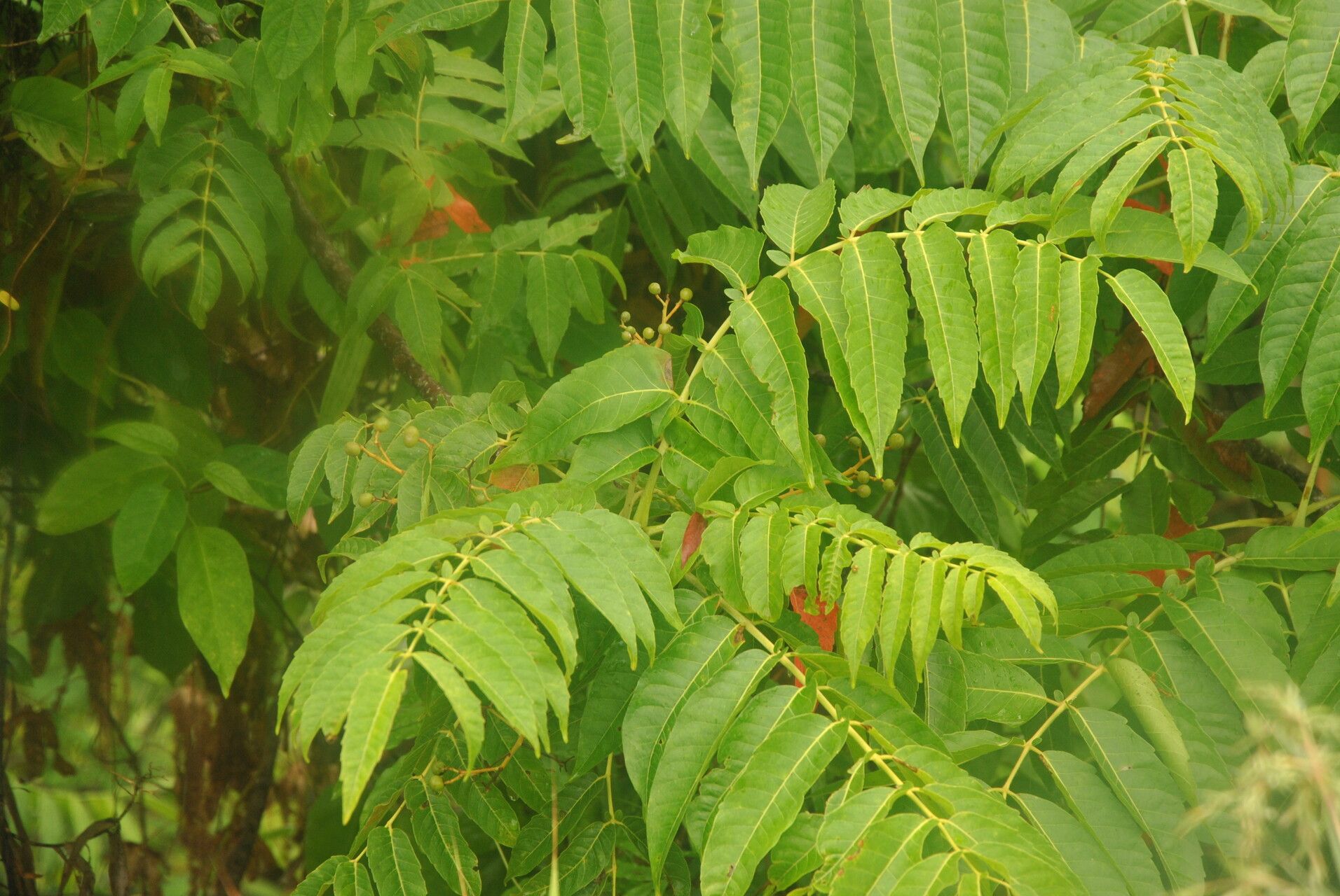 Sapindus rarak other