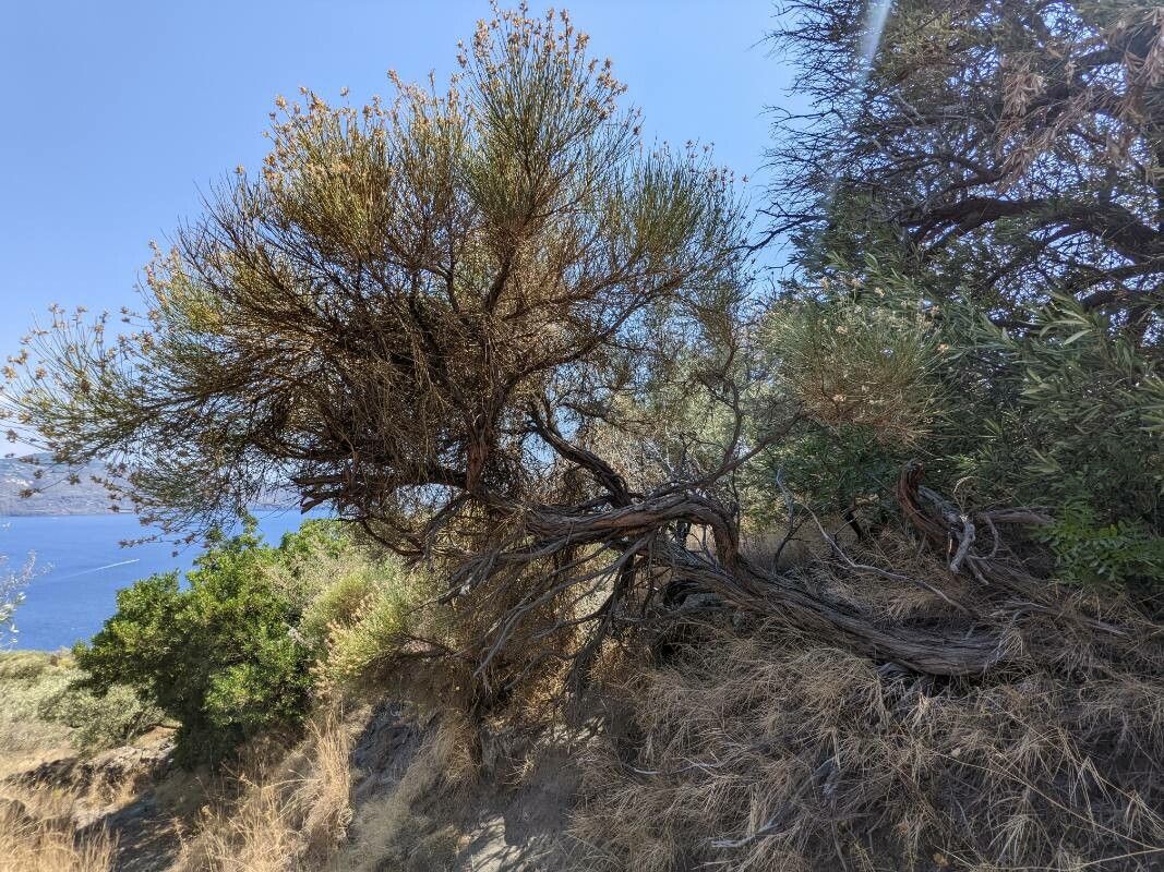 Genista thyrrena habit