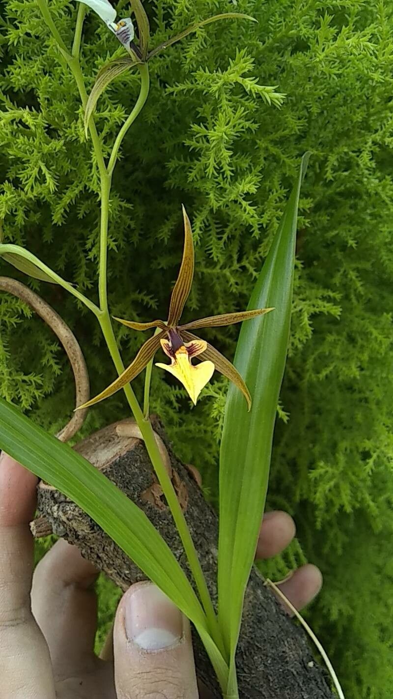 Prosthechea pastoris — houseplant care guide