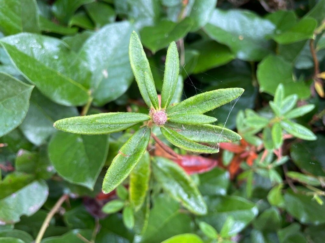 Ledum groenlandicum habit
