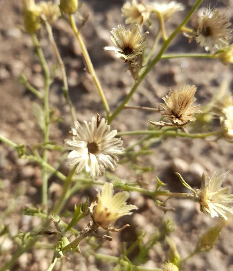 Baccharis melanopotamica other
