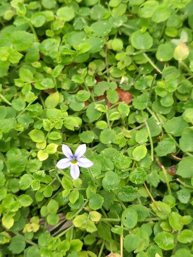 Lobelia pedunculata flower
