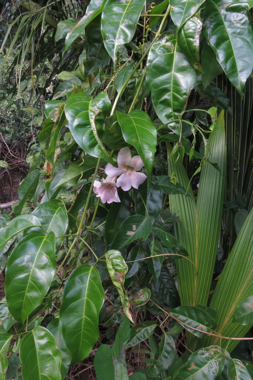 Bignonia aequinoctialis — related species from the same genus