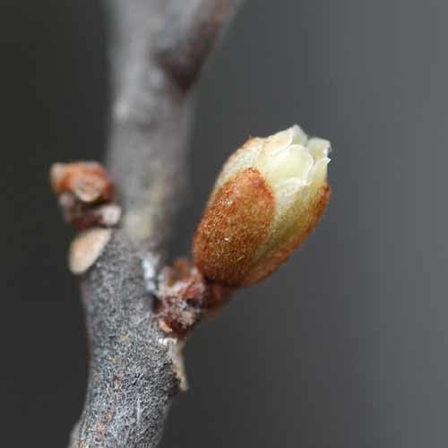 Planchonella koumaciensis flower