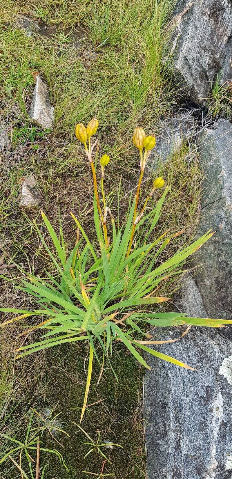 Iris hookeri habit