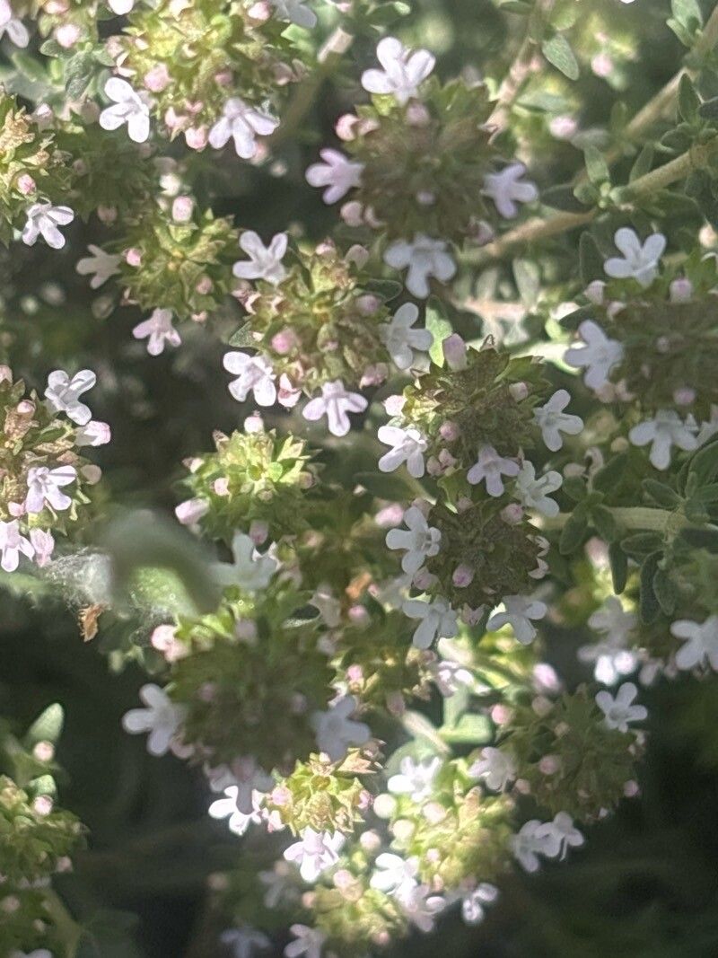 Thymus lacaitae flower