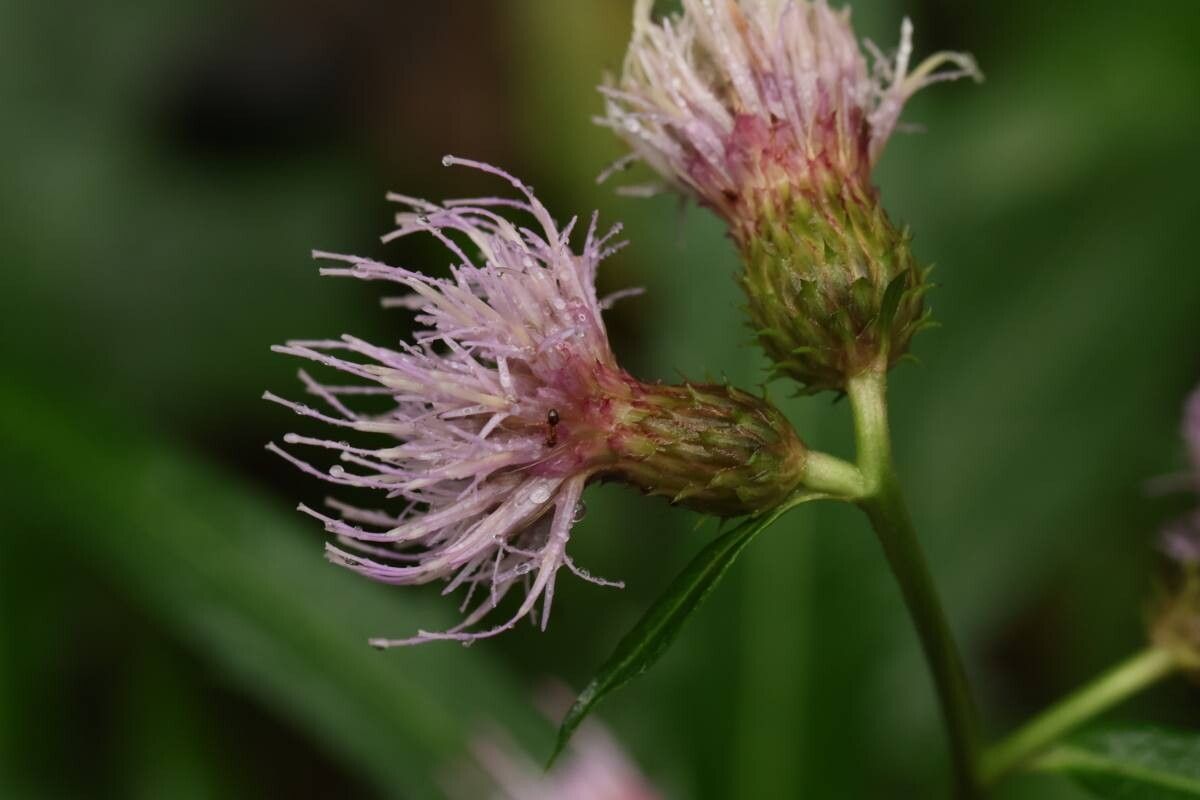 Cirsium kasaianum — search result for 'Cirsium'