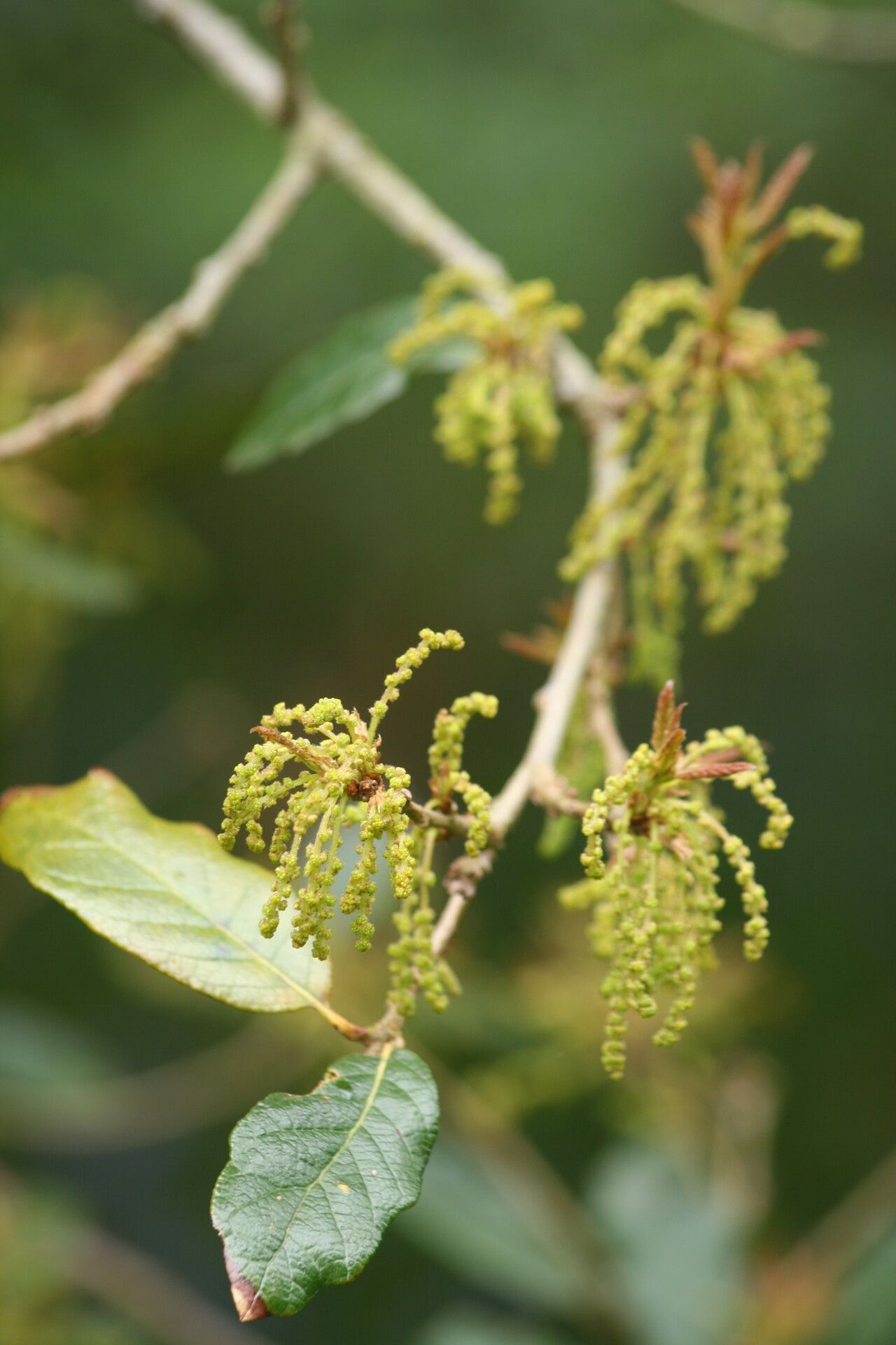 Quercus glabrescens — houseplant care guide