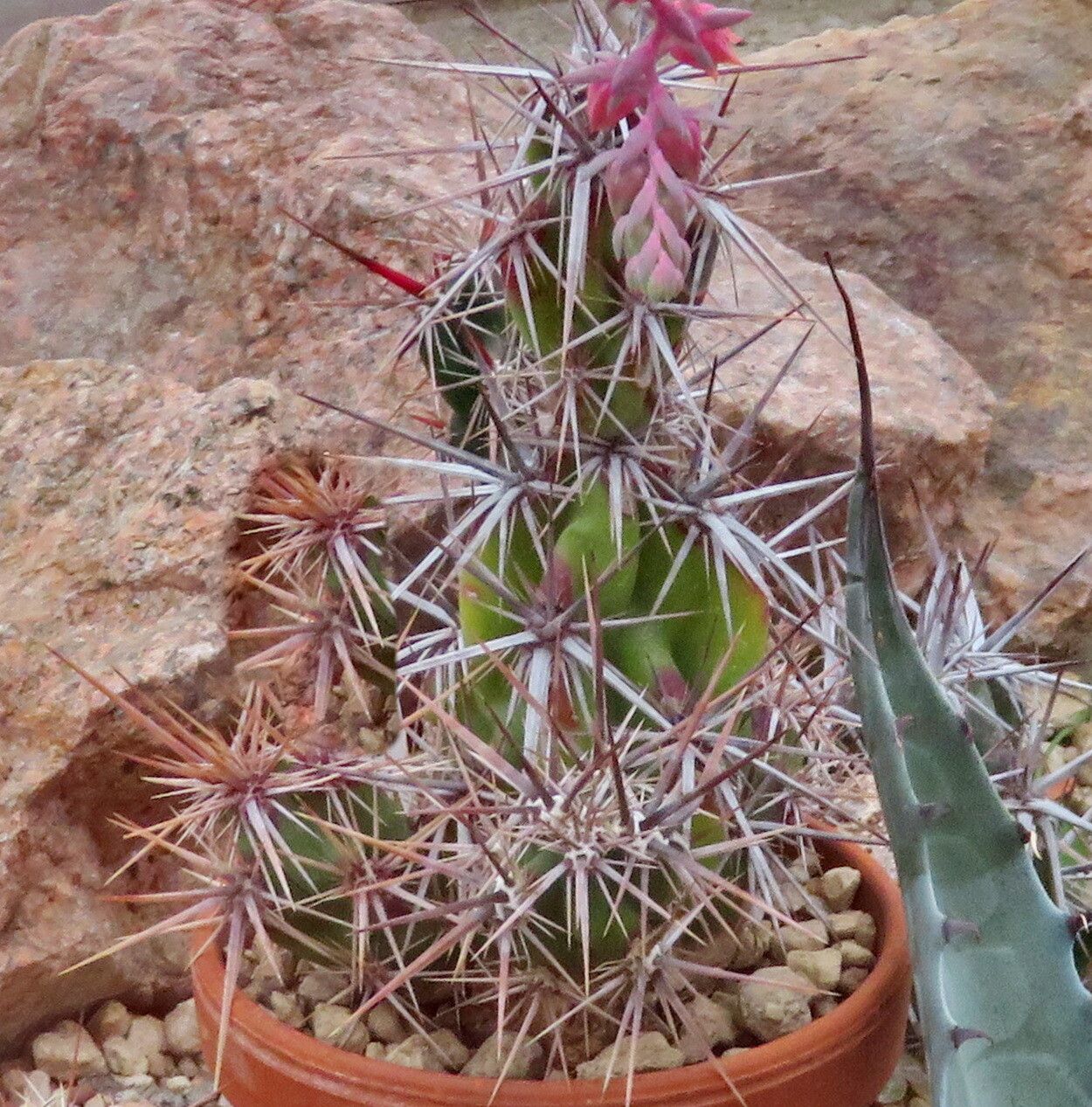 Grusonia invicta — houseplant care guide