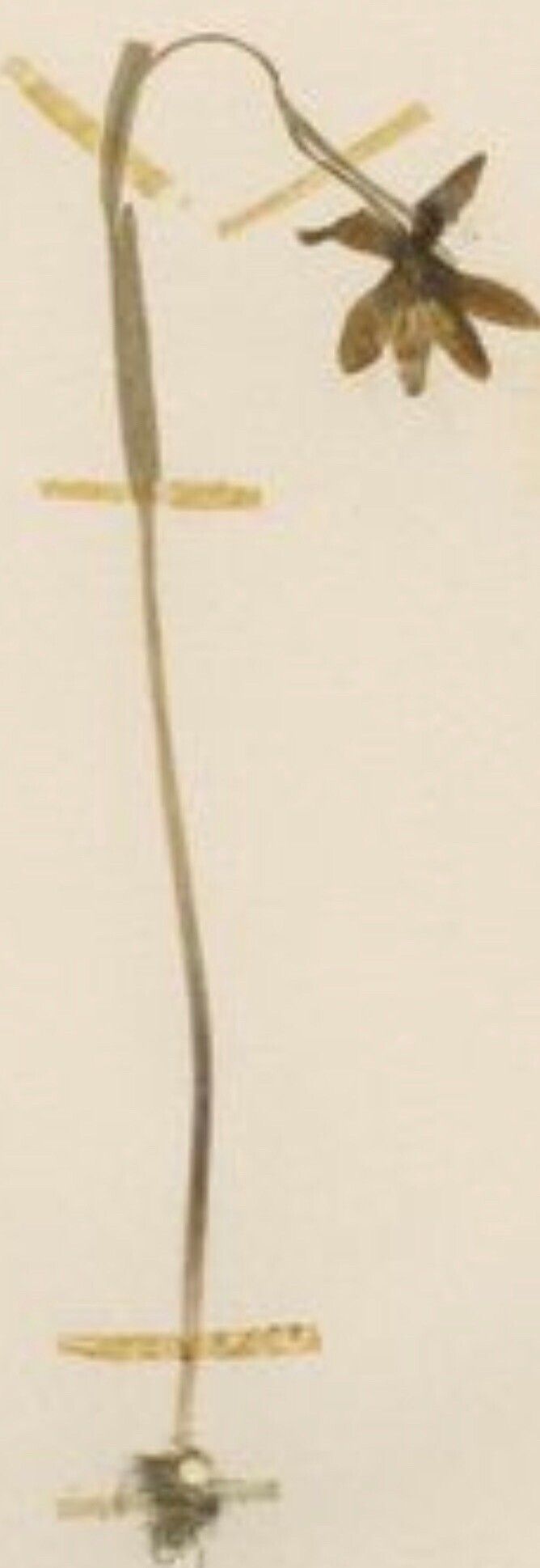 Fritillaria skorpili — houseplant care guide