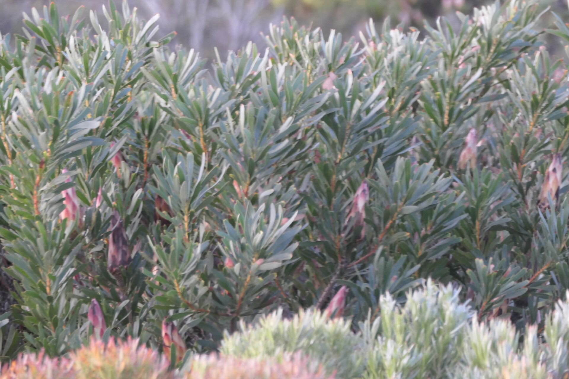 Protea repens — search result for 'Protea'