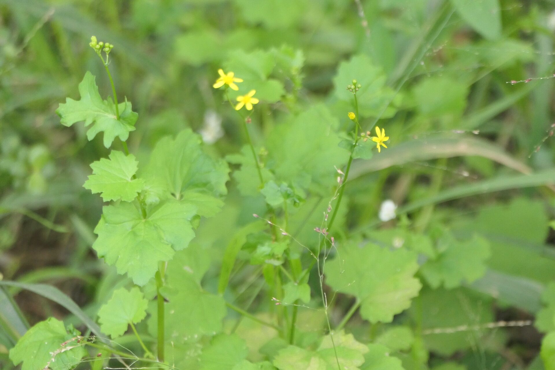 Cineraria lobata habit