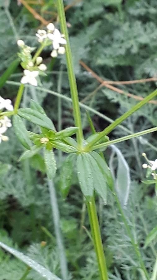 Galium mollugo leaf
