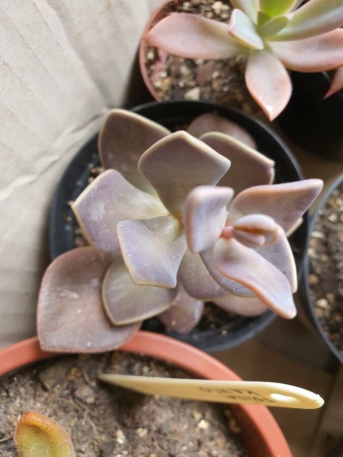 Lenophyllum obtusum — related species from the same genus