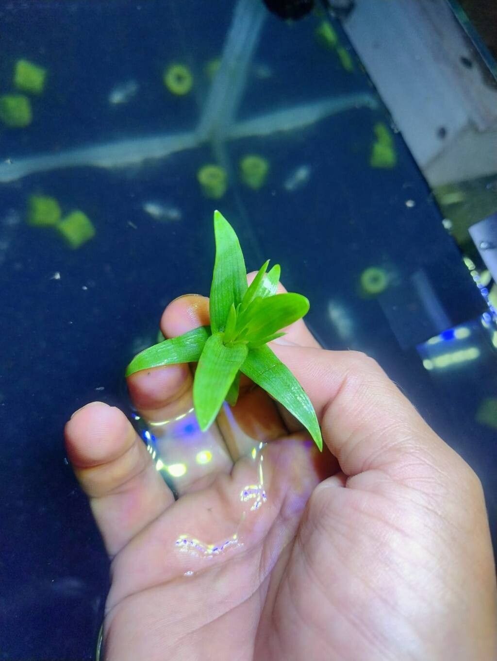 Eriocaulon lanceolatum — houseplant care guide