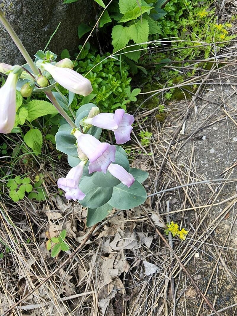 Penstemon grandiflorus flower