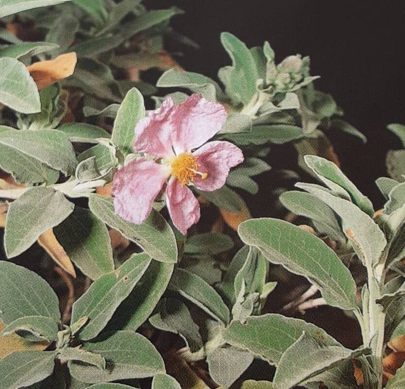 Cistus chinamadensis — related species from the same genus