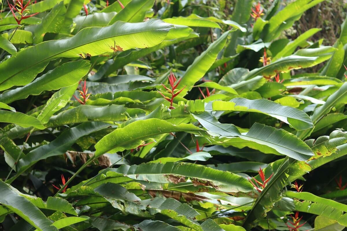 Heliconia mathiasiae leaf